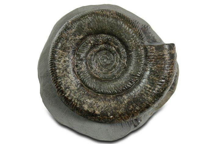 Jurassic Ammonite (Dactylioceras) Fossil - England #351145